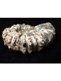 Traktor Rippen Ammonit Nr. 01 Douvilleiceras natur D 100 mm 300 g Madagaskar