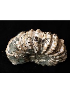 Traktor Rippen Ammonit Nr. 01 Douvilleiceras natur D 100 mm 300 g Madagaskar