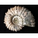Traktor Rippen Ammonit Nr. 01 Douvilleiceras natur D 100 mm 300 g Madagaskar
