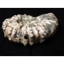 Traktor Rippen Ammonit Nr. 01 Douvilleiceras natur D 100 mm 300 g Madagaskar