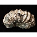 Traktor Rippen Ammonit Nr. 01 Douvilleiceras natur D 100 mm 300 g Madagaskar