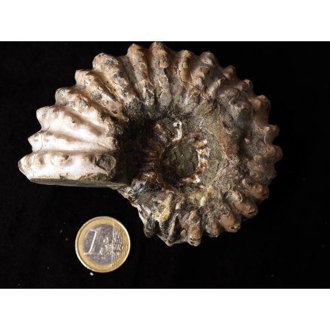 Traktor Rippen Ammonit Nr.02 Douvilleiceras natur D 90 mm 330 g Madagaskar