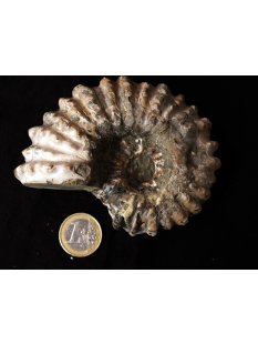 Traktor Rippen Ammonit Nr.02 Douvilleiceras natur D 90 mm...