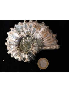 Traktor Rippen Ammonit Nr.02 Douvilleiceras natur D 90 mm...