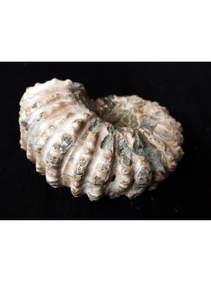 Traktor Rippen Ammonit Nr.02 Douvilleiceras natur D 90 mm 330 g Madagaskar