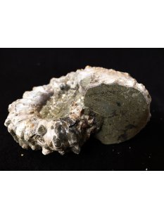 Traktor Rippen Ammonit Nr.02 Douvilleiceras natur D 90 mm 330 g Madagaskar