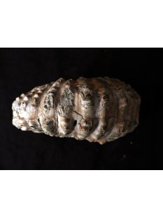 Traktor Rippen Ammonit Nr.02 Douvilleiceras natur D 90 mm 330 g Madagaskar