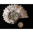 Traktor Rippen Ammonit Nr.02 Douvilleiceras natur D 90 mm 330 g Madagaskar