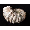 Traktor Rippen Ammonit Nr.02 Douvilleiceras natur D 90 mm 330 g Madagaskar