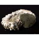 Traktor Rippen Ammonit Nr.02 Douvilleiceras natur D 90 mm 330 g Madagaskar