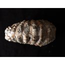 Traktor Rippen Ammonit Nr.02 Douvilleiceras natur D 90 mm 330 g Madagaskar