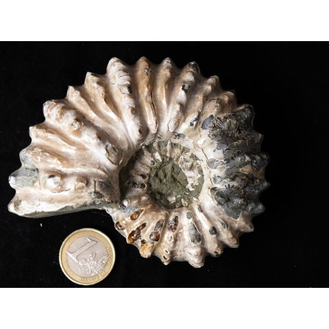 Traktor Rippen Ammonit Nr. 06 Douvilleiceras natur D 95 mm 372 g Madagaskar