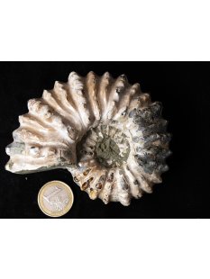 Traktor Rippen Ammonit Nr. 06 Douvilleiceras natur D 95...