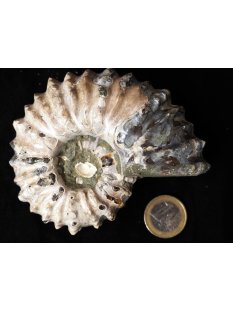 Traktor Rippen Ammonit Nr. 06 Douvilleiceras natur D 95...