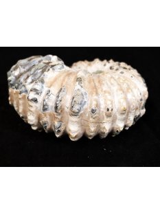 Traktor Rippen Ammonit Nr. 06 Douvilleiceras natur D 95 mm 372 g Madagaskar