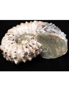 Traktor Rippen Ammonit Nr. 06 Douvilleiceras natur D 95 mm 372 g Madagaskar