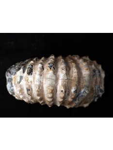 Traktor Rippen Ammonit Nr. 06 Douvilleiceras natur D 95 mm 372 g Madagaskar