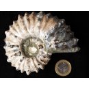 Traktor Rippen Ammonit Nr. 06 Douvilleiceras natur D 95 mm 372 g Madagaskar