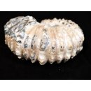 Traktor Rippen Ammonit Nr. 06 Douvilleiceras natur D 95 mm 372 g Madagaskar