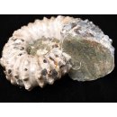 Traktor Rippen Ammonit Nr. 06 Douvilleiceras natur D 95 mm 372 g Madagaskar