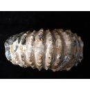 Traktor Rippen Ammonit Nr. 06 Douvilleiceras natur D 95 mm 372 g Madagaskar