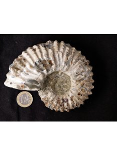 Traktor Rippen Ammonit Nr.08 Douvilleiceras natur D 115...