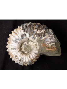 Traktor Rippen Ammonit Nr.08 Douvilleiceras natur D 115...