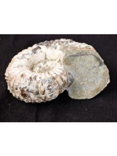 Traktor Rippen Ammonit Nr.08 Douvilleiceras natur D 115 mm 690 g Madagaskar