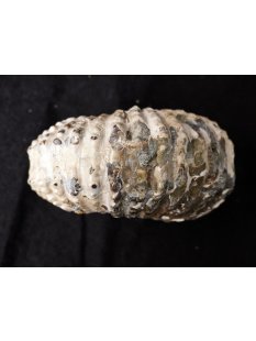 Traktor Rippen Ammonit Nr.08 Douvilleiceras natur D 115 mm 690 g Madagaskar