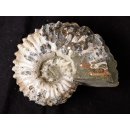 Traktor Rippen Ammonit Nr.08 Douvilleiceras natur D 115 mm 690 g Madagaskar