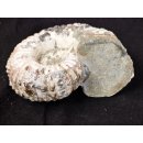 Traktor Rippen Ammonit Nr.08 Douvilleiceras natur D 115 mm 690 g Madagaskar
