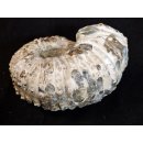Traktor Rippen Ammonit Nr.08 Douvilleiceras natur D 115 mm 690 g Madagaskar