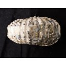 Traktor Rippen Ammonit Nr.08 Douvilleiceras natur D 115 mm 690 g Madagaskar