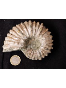 Traktor Rippen Ammonit Nr.10 Douvilleiceras natur D 110...