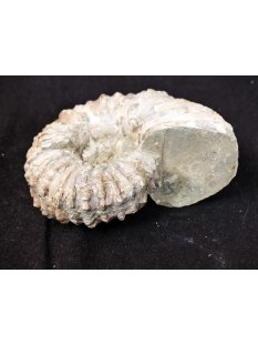 Traktor Rippen Ammonit Nr.10 Douvilleiceras natur D 110 mm 520 g Madagaskar