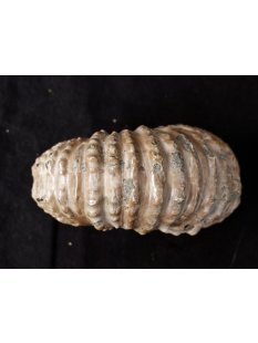 Traktor Rippen Ammonit Nr.10 Douvilleiceras natur D 110 mm 520 g Madagaskar