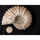 Traktor Rippen Ammonit Nr.10 Douvilleiceras natur D 110 mm 520 g Madagaskar