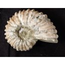 Traktor Rippen Ammonit Nr.10 Douvilleiceras natur D 110 mm 520 g Madagaskar