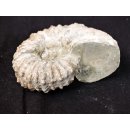 Traktor Rippen Ammonit Nr.10 Douvilleiceras natur D 110 mm 520 g Madagaskar