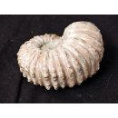 Traktor Rippen Ammonit Nr.10 Douvilleiceras natur D 110 mm 520 g Madagaskar