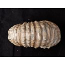 Traktor Rippen Ammonit Nr.10 Douvilleiceras natur D 110 mm 520 g Madagaskar