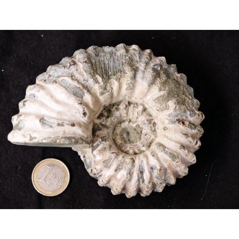 Traktor Rippen Ammonit Nr.12 Douvilleiceras natur D 110 mm 520 g Madagaskar