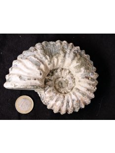 Traktor Rippen Ammonit Nr.12 Douvilleiceras natur D 110...