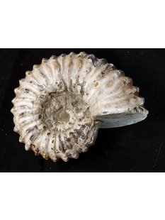 Traktor Rippen Ammonit Nr.12 Douvilleiceras natur D 110...