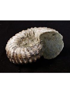 Traktor Rippen Ammonit Nr.12 Douvilleiceras natur D 110 mm 520 g Madagaskar