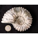 Traktor Rippen Ammonit Nr.12 Douvilleiceras natur D 110 mm 520 g Madagaskar