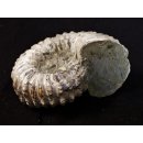 Traktor Rippen Ammonit Nr.12 Douvilleiceras natur D 110 mm 520 g Madagaskar
