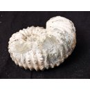 Traktor Rippen Ammonit Nr.12 Douvilleiceras natur D 110 mm 520 g Madagaskar