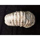 Traktor Rippen Ammonit Nr.12 Douvilleiceras natur D 110 mm 520 g Madagaskar