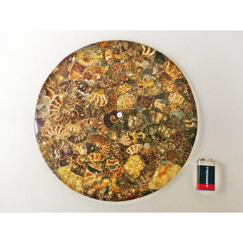 1 St&uuml;ck Ammonit PlatteTeller Untersetzer D 26 cm aus Ammoniten montiert